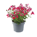 Afbeelding van EJ Salvia P19 Mirage greggi Hot pink